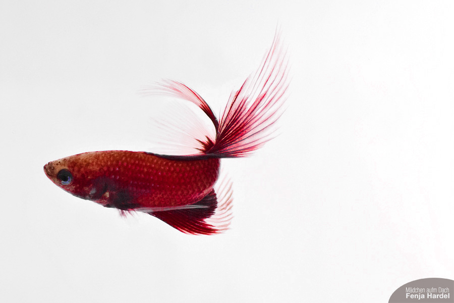 Kampffisch – Betta splendens
