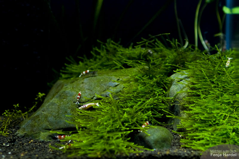 Garnelenzuwachs im Nanobecken Red Bee, Chrystal Red, K2, K14, K4, K10, Garnelen, Grade, Mosura, Hinomaru, SSS, Shrimp