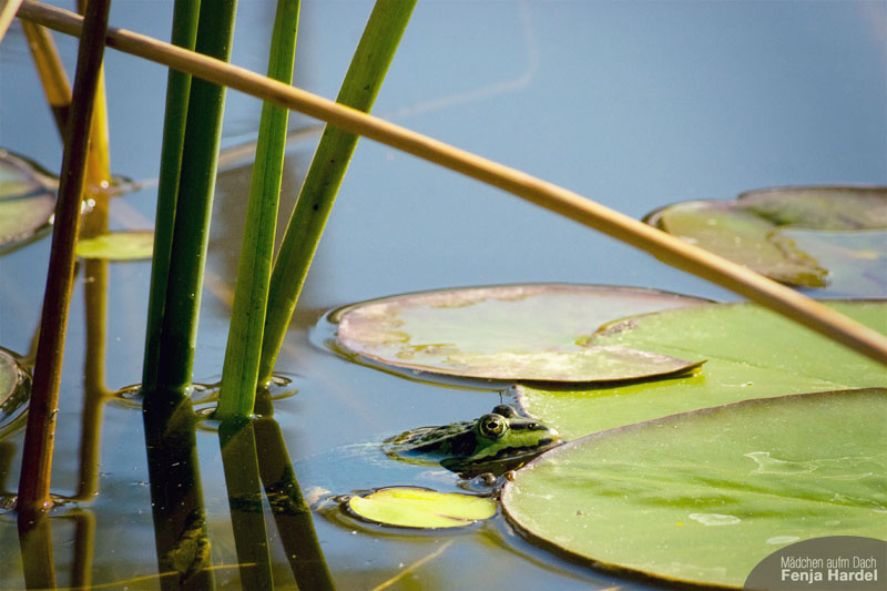 Mecklenburg-Vorpommern, Frosch in einem Teich Mecklenburg-Vorpommern, Frosch in einem Teich