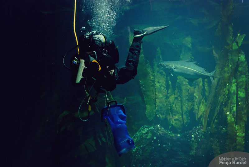 Ein Taucher reinigt die Scheiben im großen Aquarium des Multimar Wattforums Ein Taucher reinigt die Scheiben im großen Aquarium des Multimar Wattforums