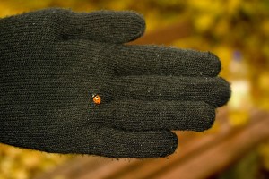 HerbstKaefer