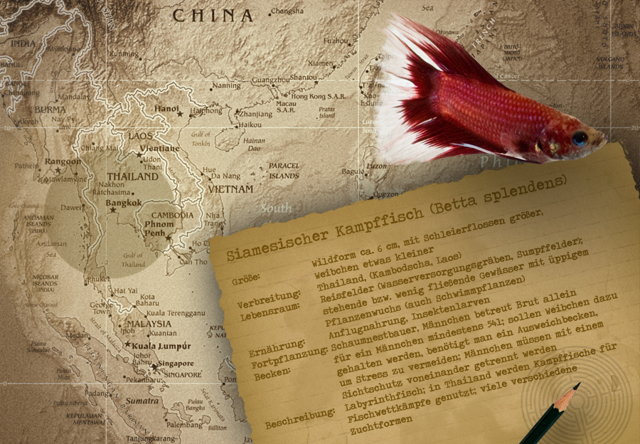 Informationen zu Betta splendens