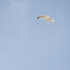DSC_0186.jpg