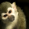 affe.jpg