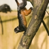 affe3.jpg