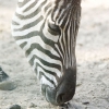Animalisch
