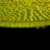 01-klein
