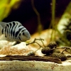 Unsere Fische