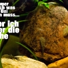 Flossensaugerweb